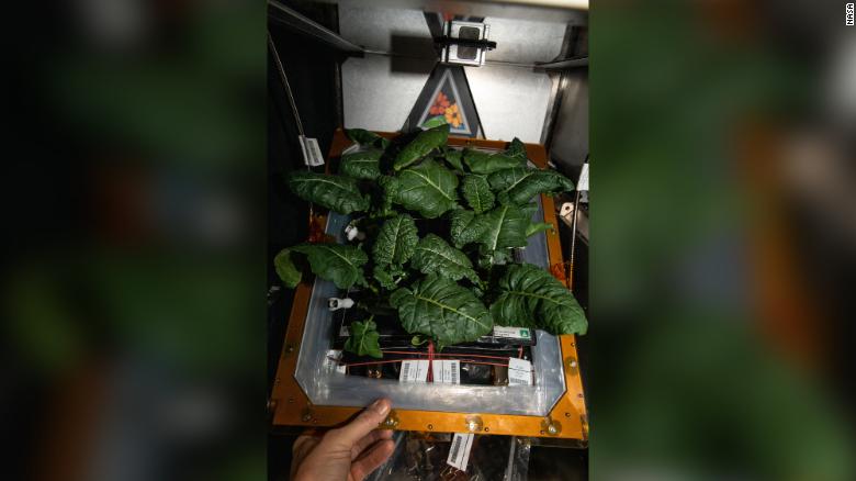 Hrana koju uzgajaju NASA-ini astronauti na Međunarodnoj svemirskoj postaji (ISS). Izvor: CNN.com