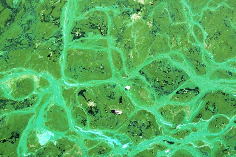 Mars-kolonizacija-crveni planet-uzgoj hrane na marsu-kolonizacija planeta-cijanobakterije na marsu