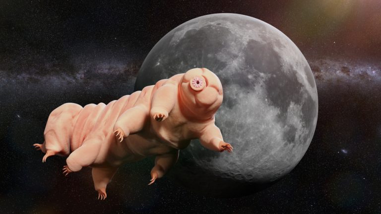 Dugoživci( eng. Tardigrade) su specijalisti za preživljavanje, koji čak mogu preživjeti uvjete u svemiru. Izvor Shutterstock