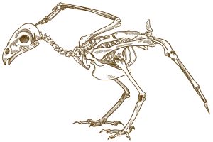 Prikaz fosila drevne ptice. Izvor: Depositphotos