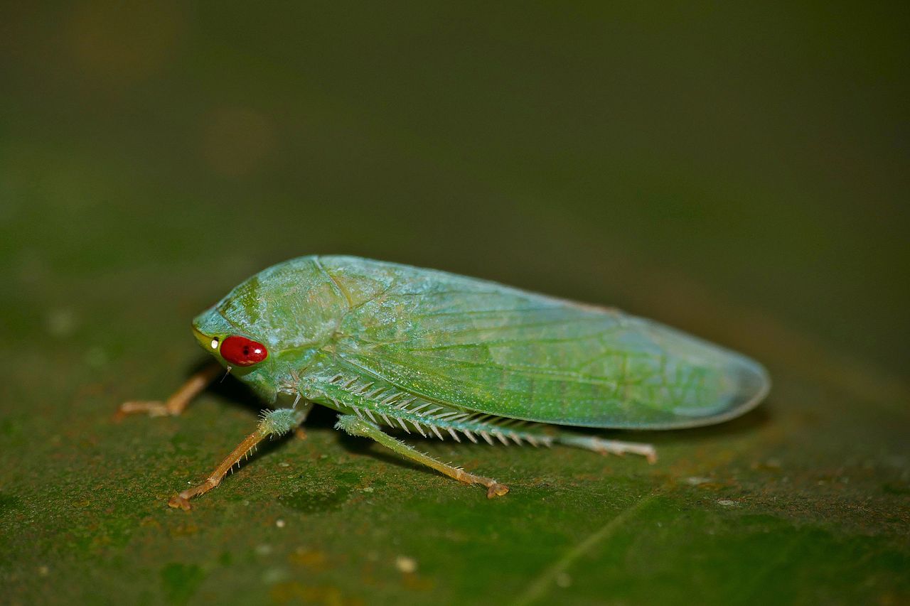 Green Leafhopper (Cicadellidae) (autor: Bernard Dupont; Wikipedia Common).