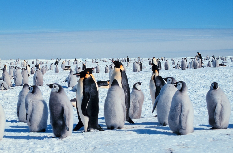 Kolonije pingvina na Antarktici. Izvor: Wikimedia Commons.