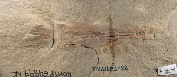 Fosil 'Syllipsimopodi bideni' – star 330 milijuna godina – izvađen iz vapnenca Bear Gulch u Montani. Danas se čuva u zbirci paleontologije beskralježnjaka Kraljevskog muzeja Ontarija (©Christopher Whalen/American Museum of Natural History/PA).