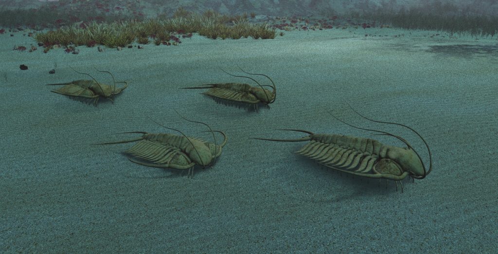 Trilobiti. Izvor: Depositphotos.com.