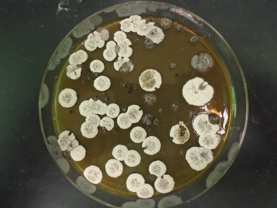 Kultura bakterije Streptomyces, koja je inspirirala potencijalnu novu vrstu raketnog goriva (© Pablo Morales-Cruz).