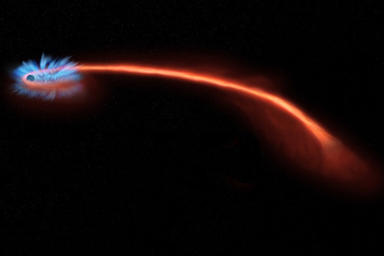 Ako zvijezda (crveni trag) zaluta preblizu crnoj rupi (lijevo) može biti raskomadana, ili 'špagetirana', pod utjecajem snažne gravitacije. Dio zvjezdane materije vrtloži se oko crne rupe, poput vode u odvod, emitirajući obilne rendgenske zrake (plavo). Nedavna istraživanja ovih takozvanih događaja plimnog poremećaja sugeriraju da značajan dio plina zvijezde također otpuhuju prema van intenzivni vjetrovi iz crne rupe, u nekim slučajevima stvarajući oblak koji zaklanja akrecijski disk i događaje visoke energije koji se događaju unutra (©NASA/CXC/M. Weiss).