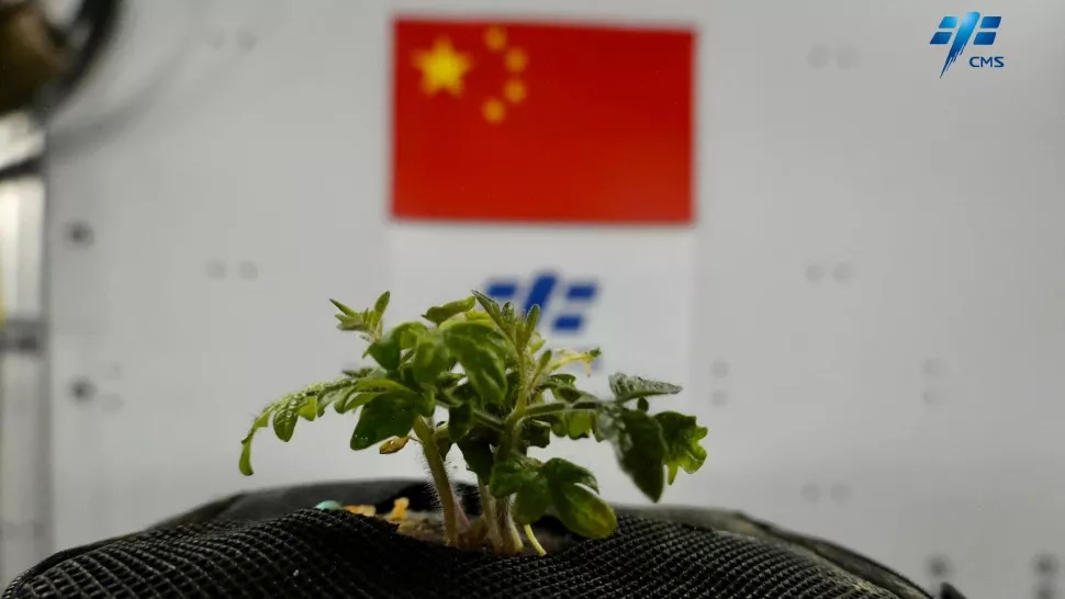 Rajčica koja raste unutar kineske svemirske stanice Tiangong (©CMSA).