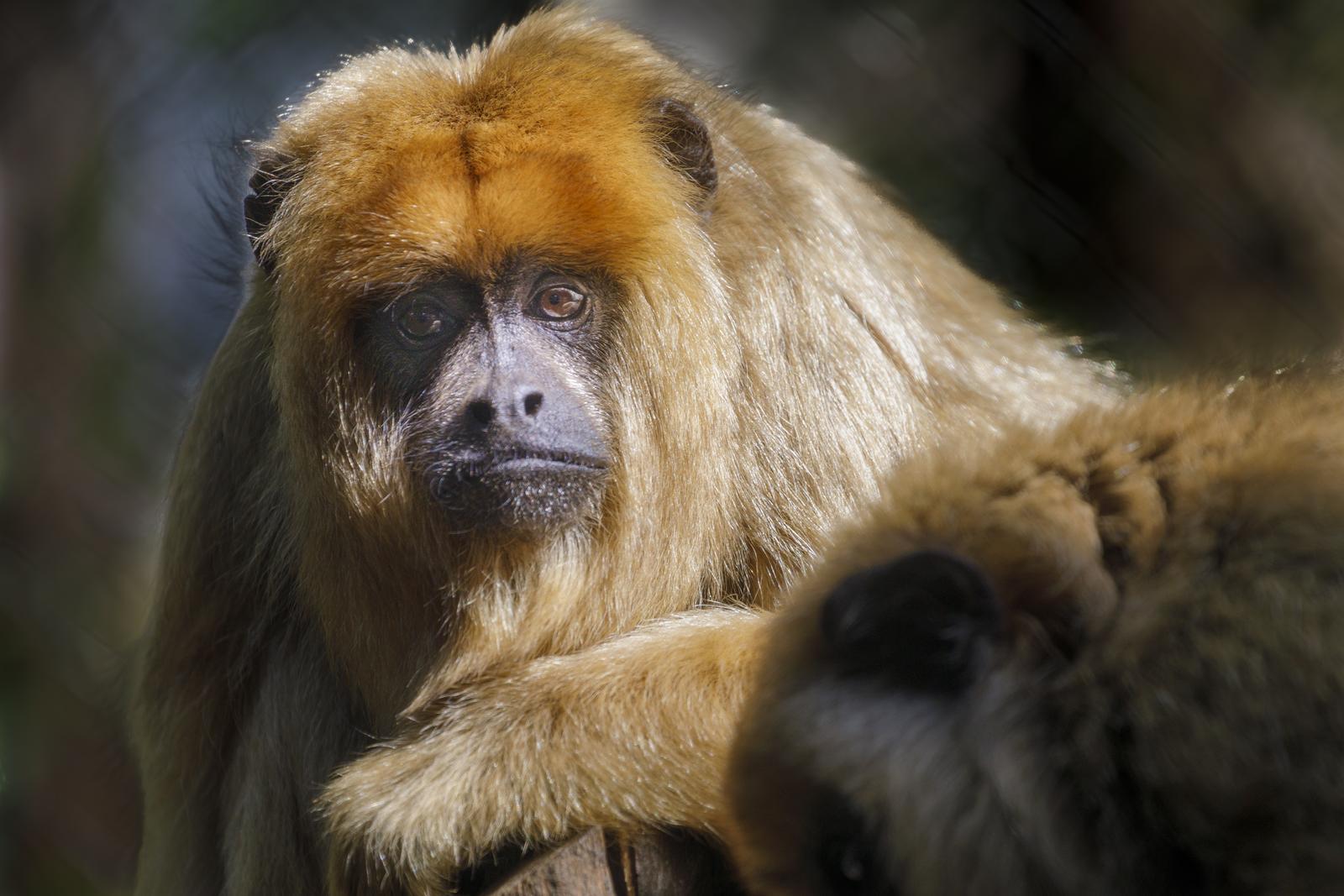 Capuchin Monkey, sit down looking with sad face, Pantanal, Brazil