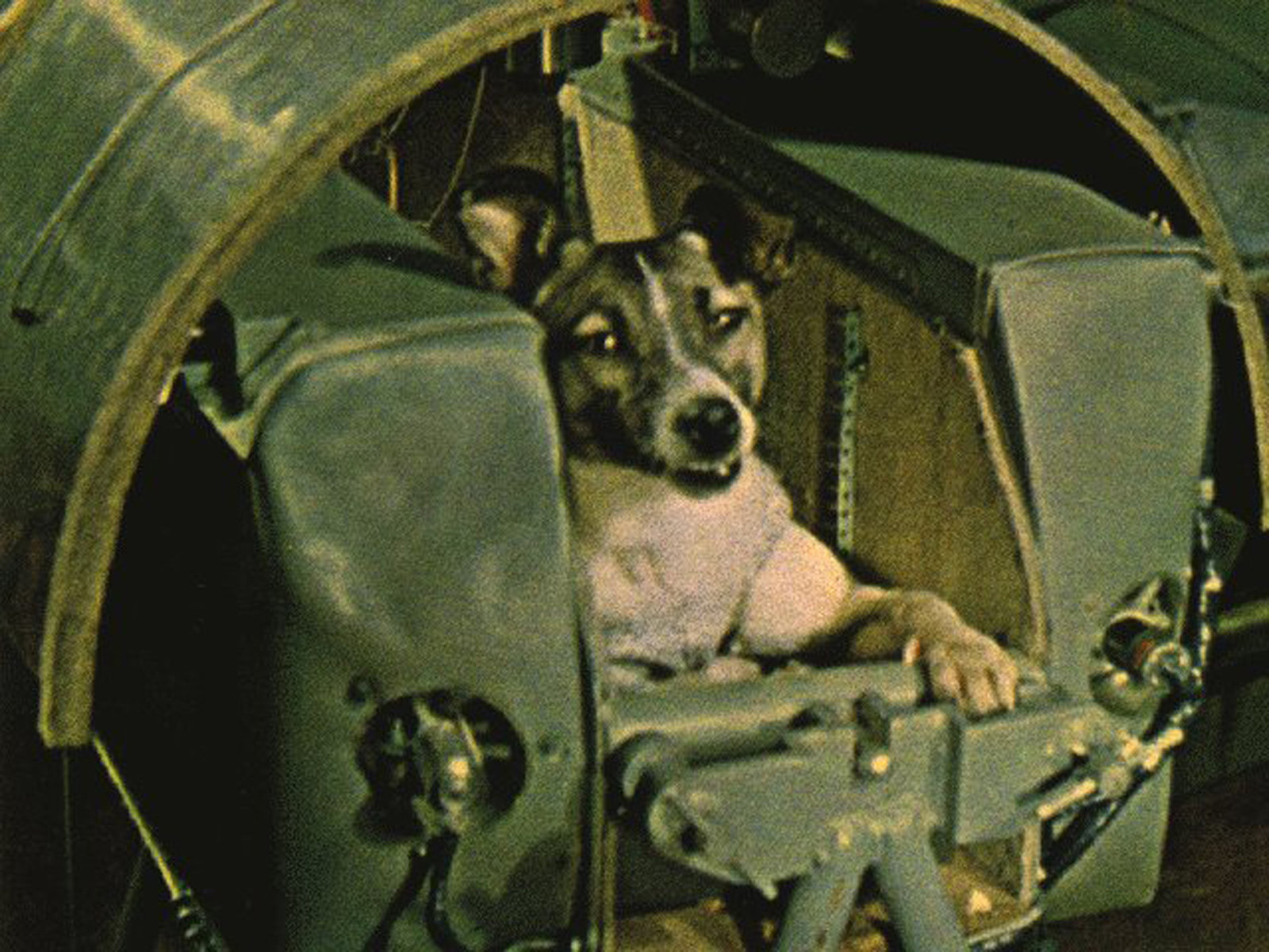 Laika, pas mješanac, postala je prvo živo biće u orbiti kada ju je 2 3. studenog 1957. godine Sovjetski Savez lansirao u misiju Sputnik 2 (©NASA/YayiImages).