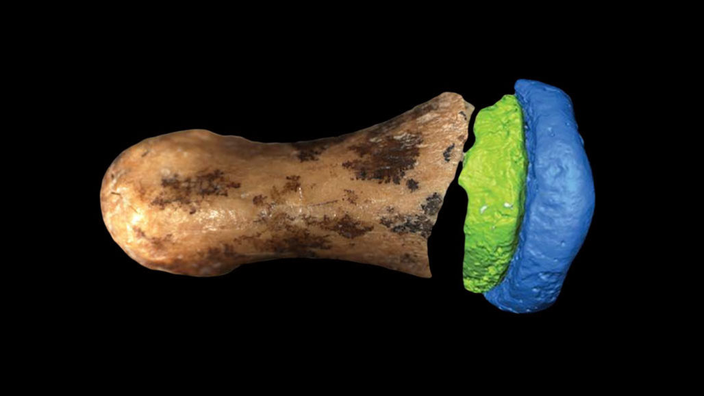 Ova drevna denisovska kost prsta iznenađujuće je nalik ljudskoj. Izvor: E.A. BENNETT ET AL/SCIENCE ADVANCES 2019