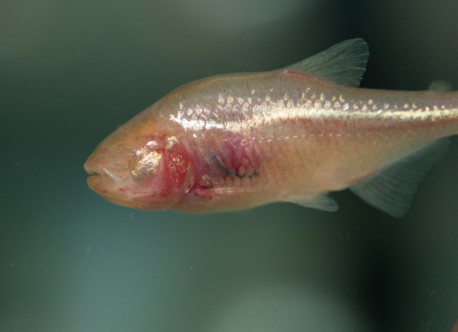 Meksička slijepa špiljska riba ima ljudske na mjestu gdje bi joj trebale biti oči (©Andrew Higley/UC Creative Services).