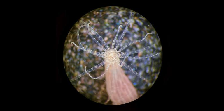 Slika anemone tijekom istraživanja. Zasluge: UNIFR.