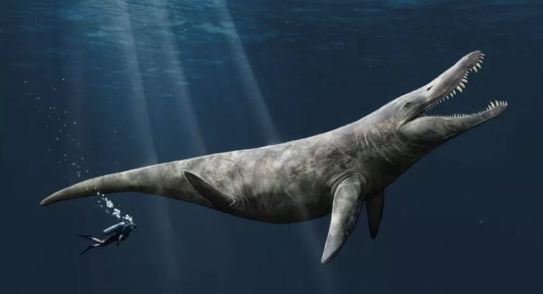 Umjetnički dojam pliosaura Megan Jacobs, Sveučilište u Portsmouthu
