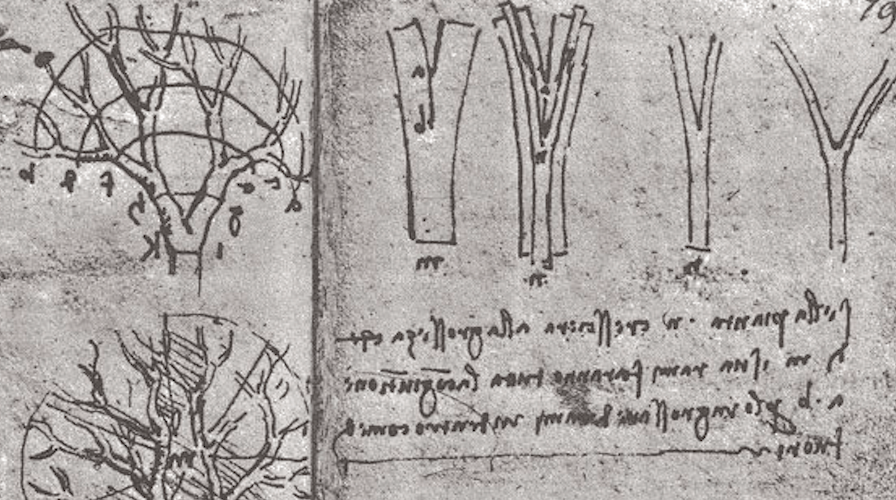 Nova studija opovrgava pravilo o stablima Leonarda da Vincija