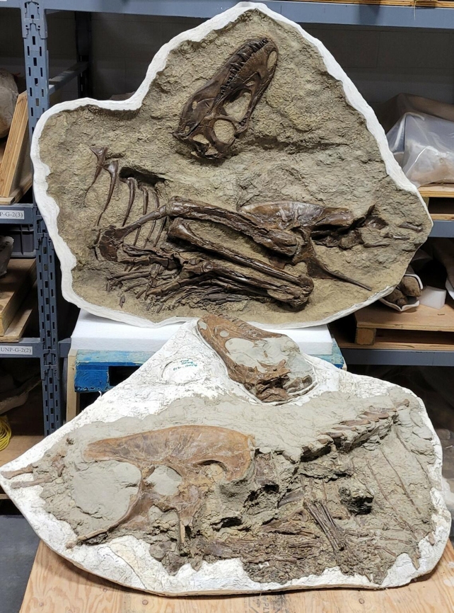 Lijeva i desna strana mladog Gorgosaurusa s predmetima plijena u želucu. (Darla Zelenitsky)