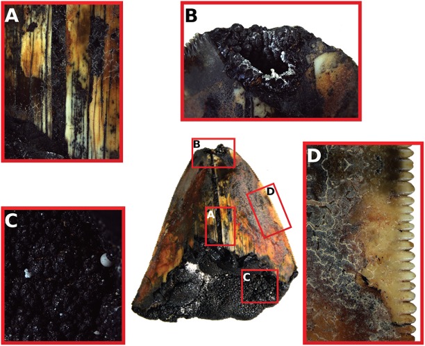 Unatoč tome što su caklina zuba (A), slomljen vrh (B) i baza (C) bili ukrućeni manganom, nazubljeni rubovi su bili iznimno dobro očuvani (D). (Pollerspöck et al., Historical Biology, 2023)