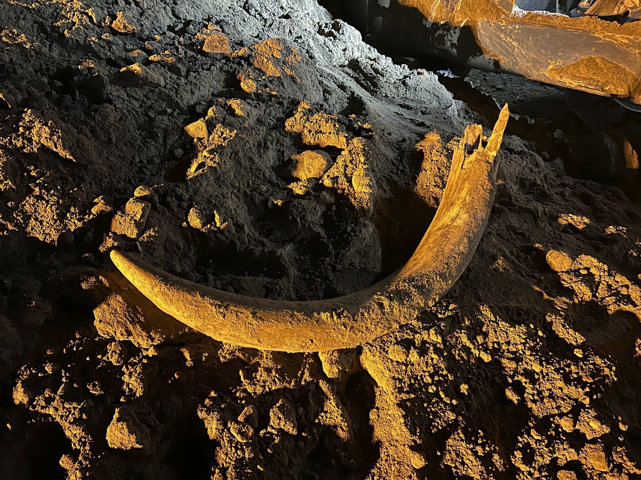 Na ovoj slici koju je ustupio Coleman Fredricks, rudari ugljena otkrili su kljovu mamuta u svibnju 2023. u rudniku Freedom blizu Beulah, Sjeverna Dakota. Velika grabilica električnog bagera izvadila je kljovu iz zemlje i spustila je u kamion, koji je kasnije istovario teret, otkrivajući kljovu. Geološko istraživanje Sjeverne Dakote potom je posjetilo rudnik i iskopalo više kostiju na mjestu, pronašavši više od 20 mamutovih kostiju, koje su sada omotane plastikom za njihovu zaštitu dok paleontolozi rade na njihovoj konzervaciji. Zasluge: Coleman Fredricks preko AP.