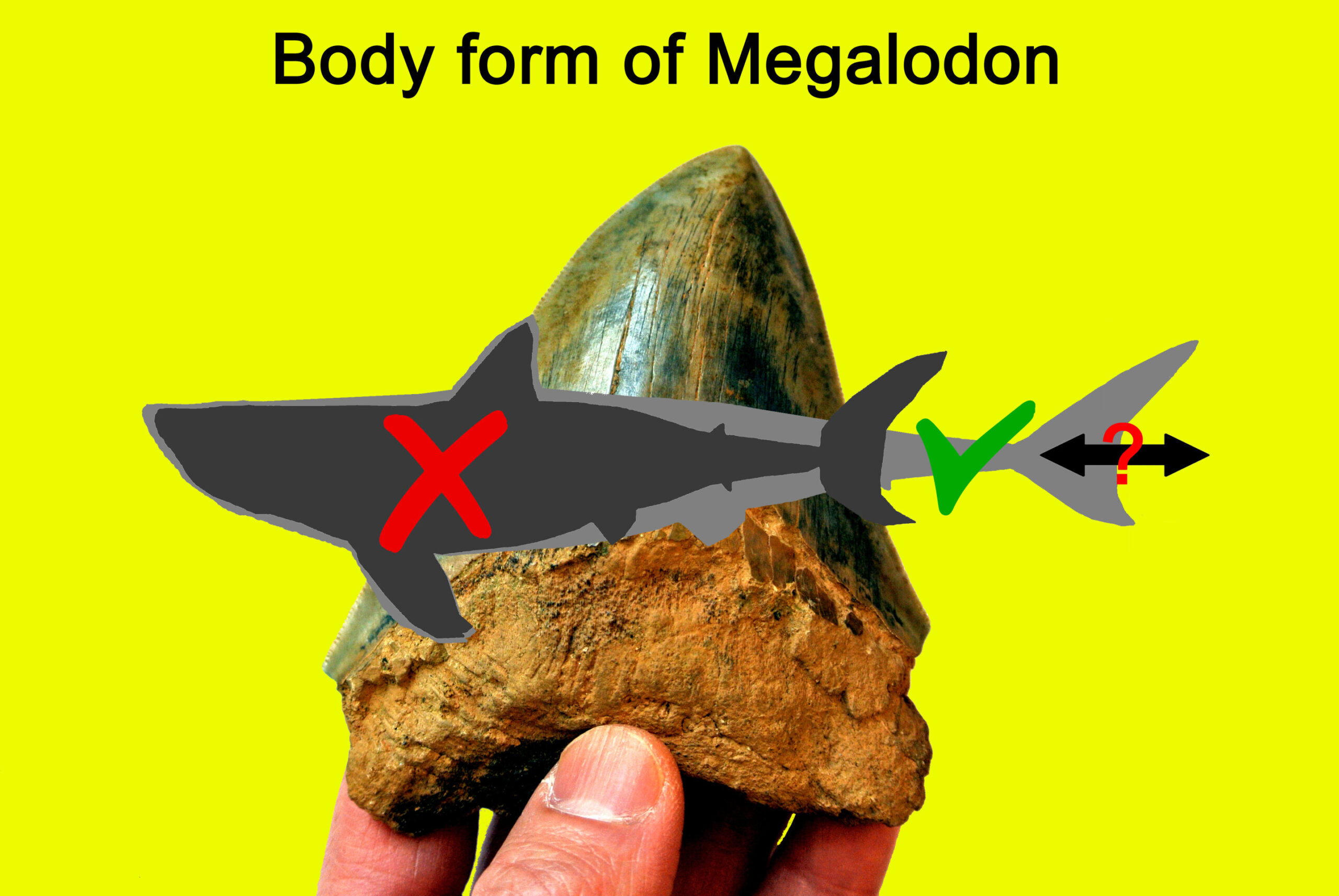 Studija baca novo svjetlo na oblik tijela Megalodona i njegovu ulogu u oblikovanju drevnog morskog života. Zasluge: Sveučilište DePaul.
