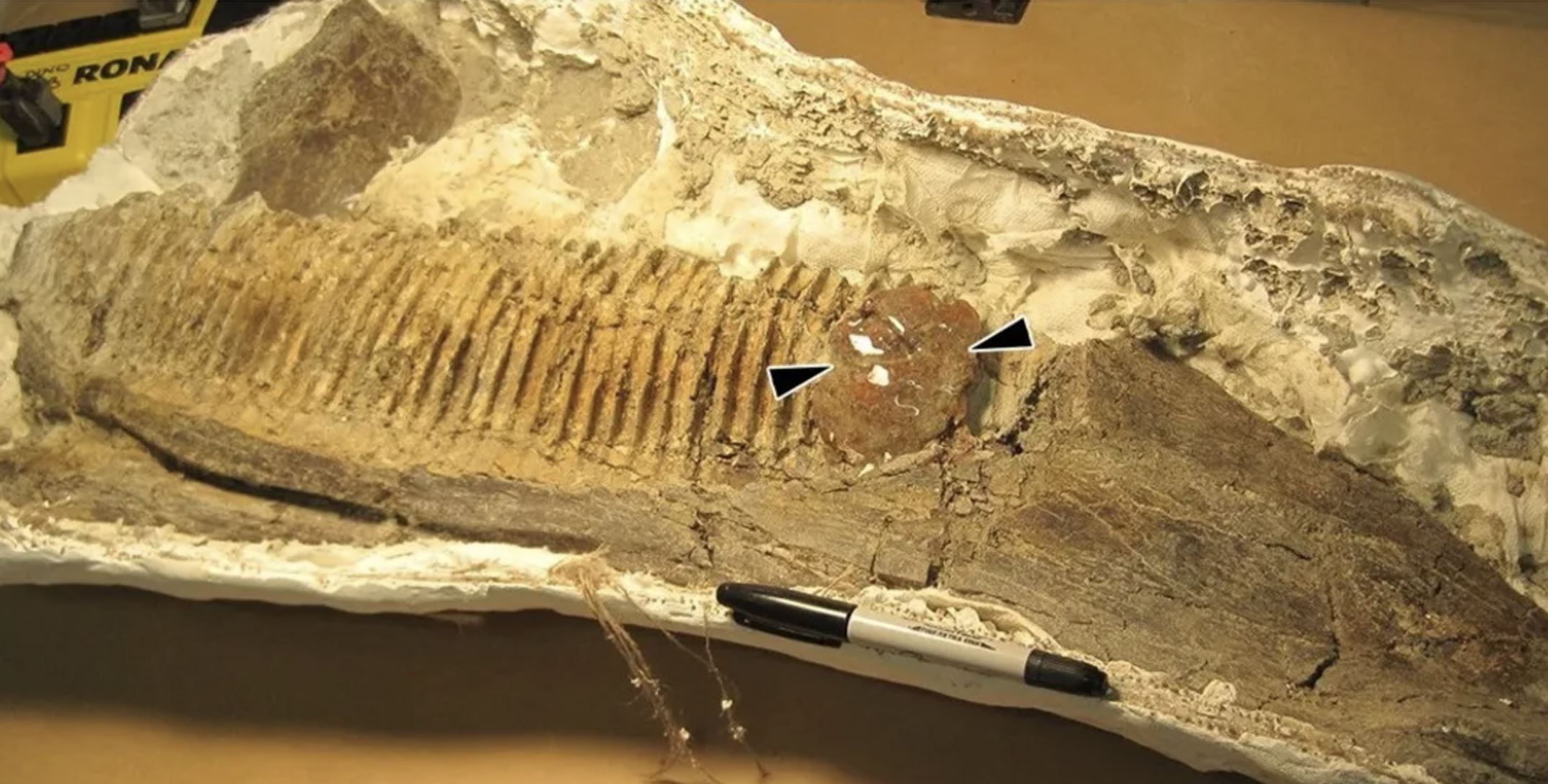 Pronađen insekt zarobljen 75 milijuna godina u jantaru na čeljusti dinosaura. Zasluge: McKellar et al., Scientific Reports, 2019.