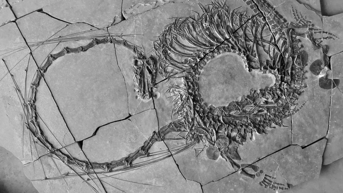 Otkriven 240 milijuna godina star fosil 'zmaja'