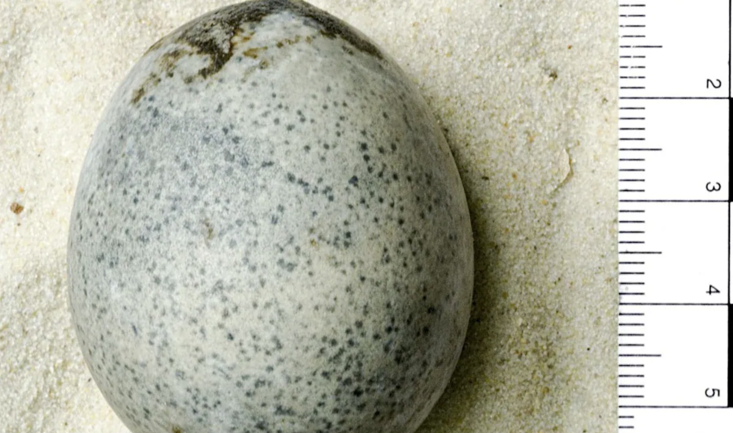 Nevjerojatno očuvano jaje iz rimskog doba još uvijek sadrži tekućinu nakon 1700 godina