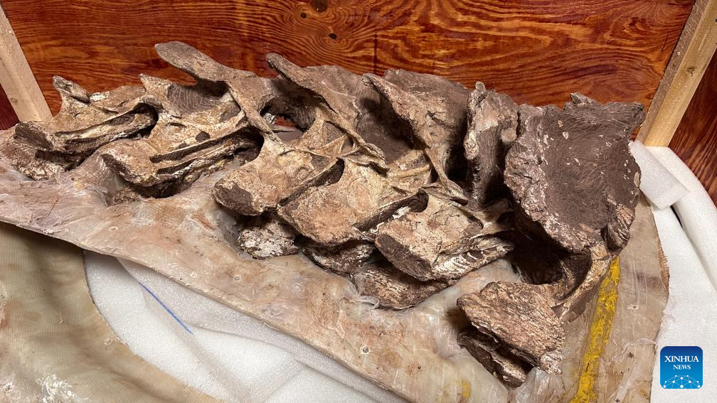 Otkriveni fosili nove vrste titanosaura u Kini. Zasluge Xinhua.