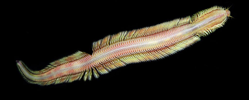 Nova vrsta crva pronađena na dnu mora. Ekin Tilic.
