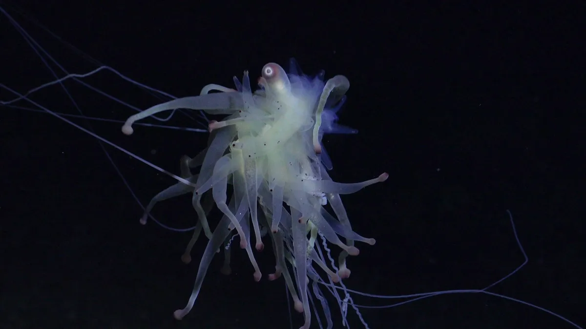 Sifonofor Bathyphysa, poznatiji kao leteće špageti čudovište, primijećen je kraj neistraženog i neregistriranog podmorskog vrha u blizini čileanske obale. (Fotografija ROV SuBastian Schmidt Ocean Institute).