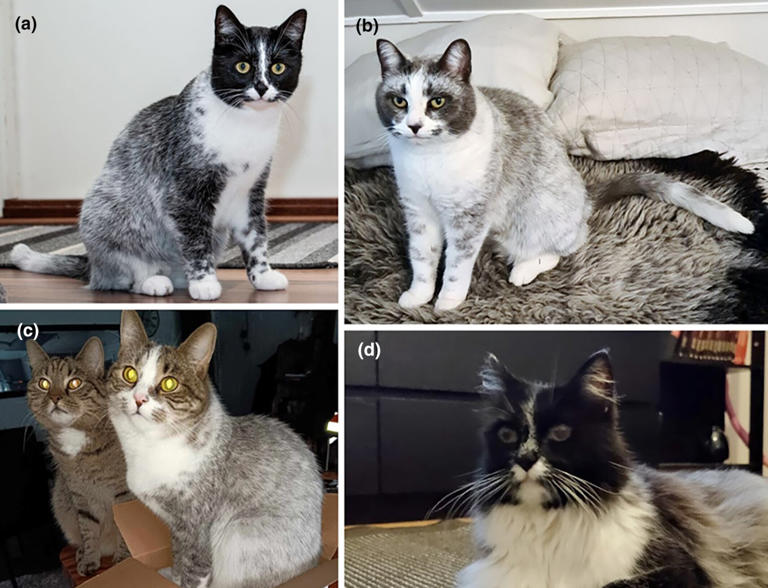 Fotografije iz studije prikazuju salmiak boju u mačaka. Znanstvenici su otkrili genetsku mutaciju odgovornu za ovo neobično krzno. Zasluge: Animal Genetics 2024.