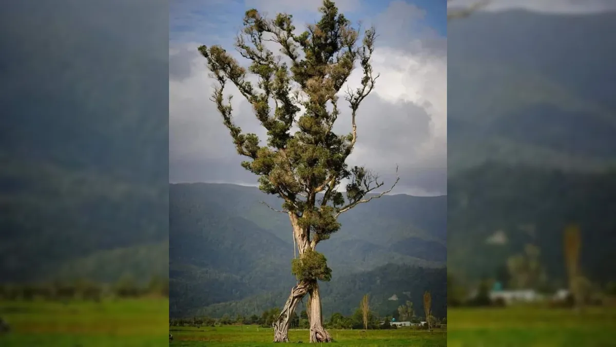"Hodajuće stablo" je northern rātā (Metrosideros robusta). Visoko je preko 30 metara i staro najmanje 150 godina. (Zasluge: Gareth Andrews)