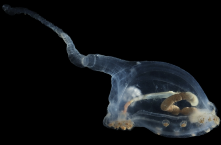 Prozirna životinja otkrivena u dubinama oceana. Nadimak joj je "unicumber." Zasluge: (SMARTEX/NHM/NOC).