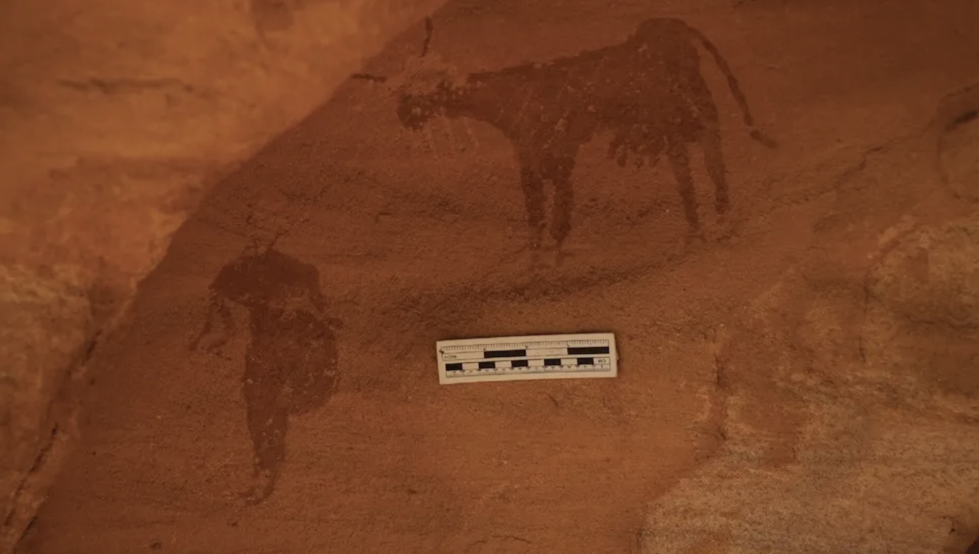 Drevna stijenska umjetnost prikazuje pastira i kravu u današnjem Sudanu. Arheolozi vjeruju da je ovo dokaz da je stoka nekada pasla u ovom dijelu zemlje. (Zasluge za sliku: Atbai Survey Project).