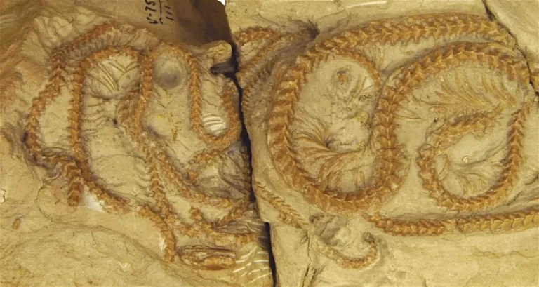 Otkriće ostataka starih 34 milijuna godina izaziva naše shvaćanje evolucije gmazova. Zasluge: Jasmine Croghan.