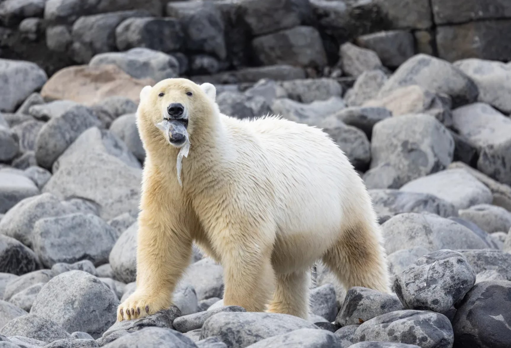 Polarni medvjed igra se komadom plastike - snažan podsjetnik da čak ni nenaseljeni dijelovi Arktika nisu izuzeti od sveprisutnog utjecaja plastičnog zagađenja. Otok Kiepert, Svalbard. Autor fotografije: © Celia Kujala/Ocean Photographer of the Year.