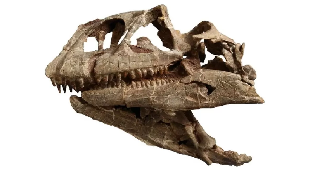 Fosilizirana lubanja vrste Lishulong wangi otkrivena je u Nacionalnom geoparku dinosaura Lufeng, smještenom u kineskoj pokrajini Yunnan na jugu zemlje (Izvor slike: Qian-Nan Zhang i sur., PeerJ, 2024).