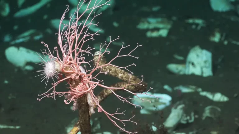 Neke od novootkrivenih vrsta zabilježenih tijekom ekspedicije. Izvor: Schmidt Ocean Institute.