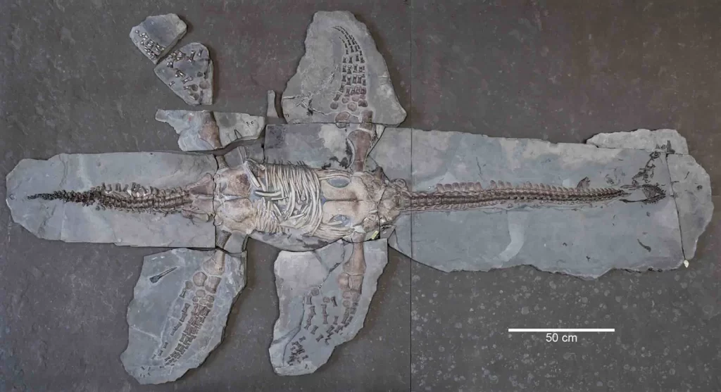 Novo otkriveni kostur jurskog plesiosaura vrste Plesiopterys wildi (Izvor Marx i sur., 2025.)