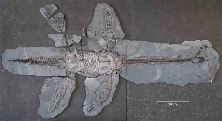 Novo otkriveni kostur jurskog plesiosaura vrste Plesiopterys wildi (Izvor Marx i sur., 2025.)