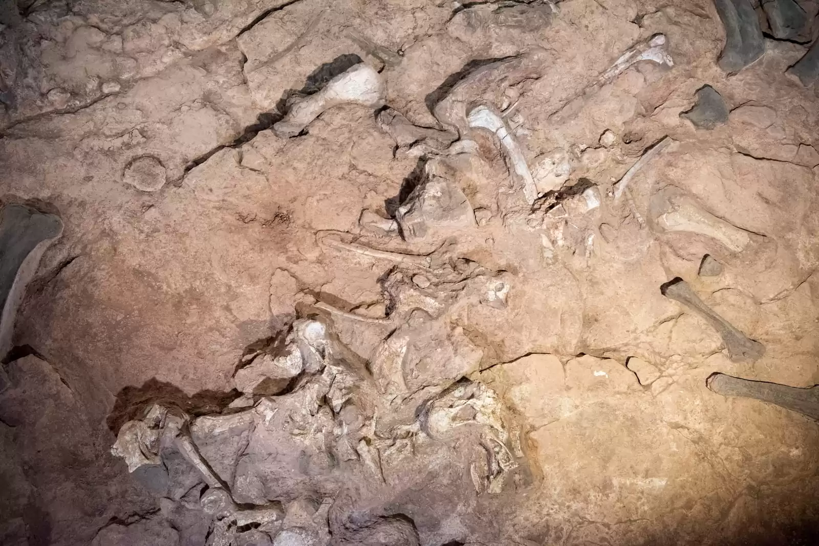 našli dinosaura starog 67 milijuna godina