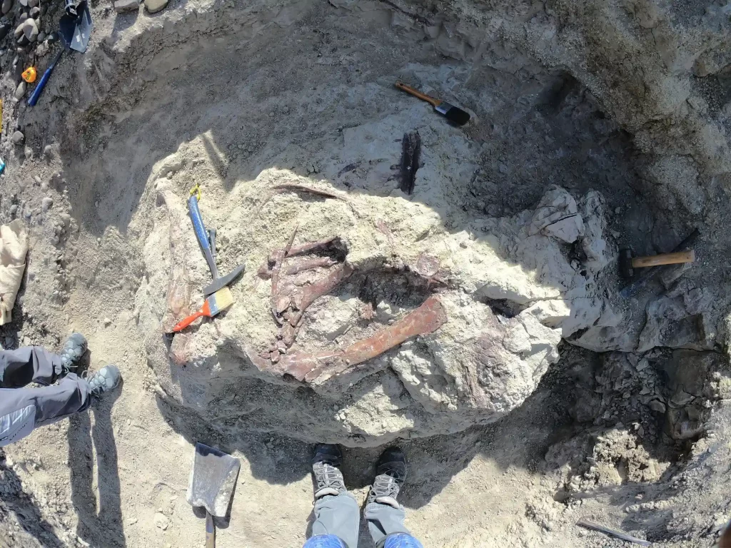 Ova nedatirana fotografija, koju je ustupio Marcelo Luna, prikazuje kosti novootkrivenog dinosaura sa snažnim kandžama u pokrajini Chubut, Argentina. Autor fotografije: Marcelo Luna.