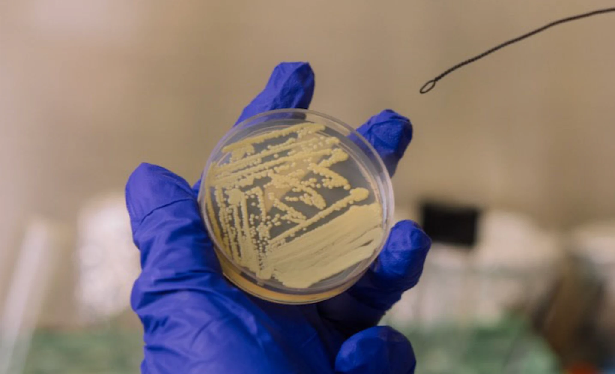 Vrsta bakterije Tersicoccus phoenicis, otkrivena u čistim sobama za sastavljanje svemirskih letjelica, može preživjeti intenzivna antimikrobna čišćenja tako što prelazi u stanje mirovanja. Zasluge: University of Houston.