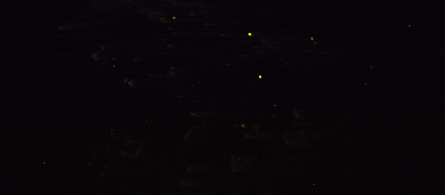 Promatrajući sinkronizirane rojeve krijesnica na Tajlandu, Guy Amichay primijetio je neobično podudaranje koje je produbilo njegov interes za to kako se sinkronija pojavljuje u prirodi. | Guy Amichay/Daniel Abrams