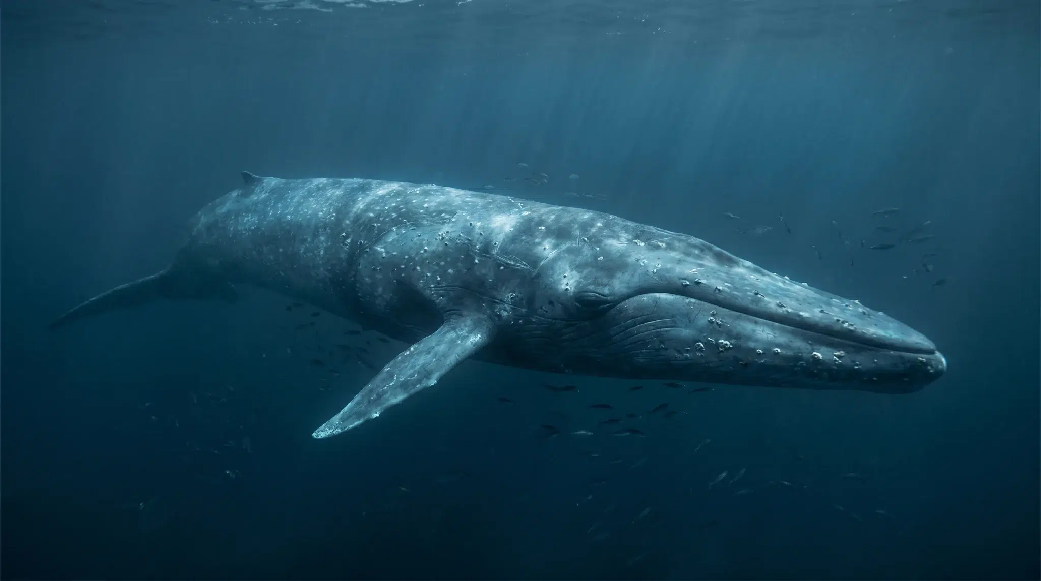 Jedna snimka pjesme plavog kita može otvoriti desetljeća podvodnih podataka