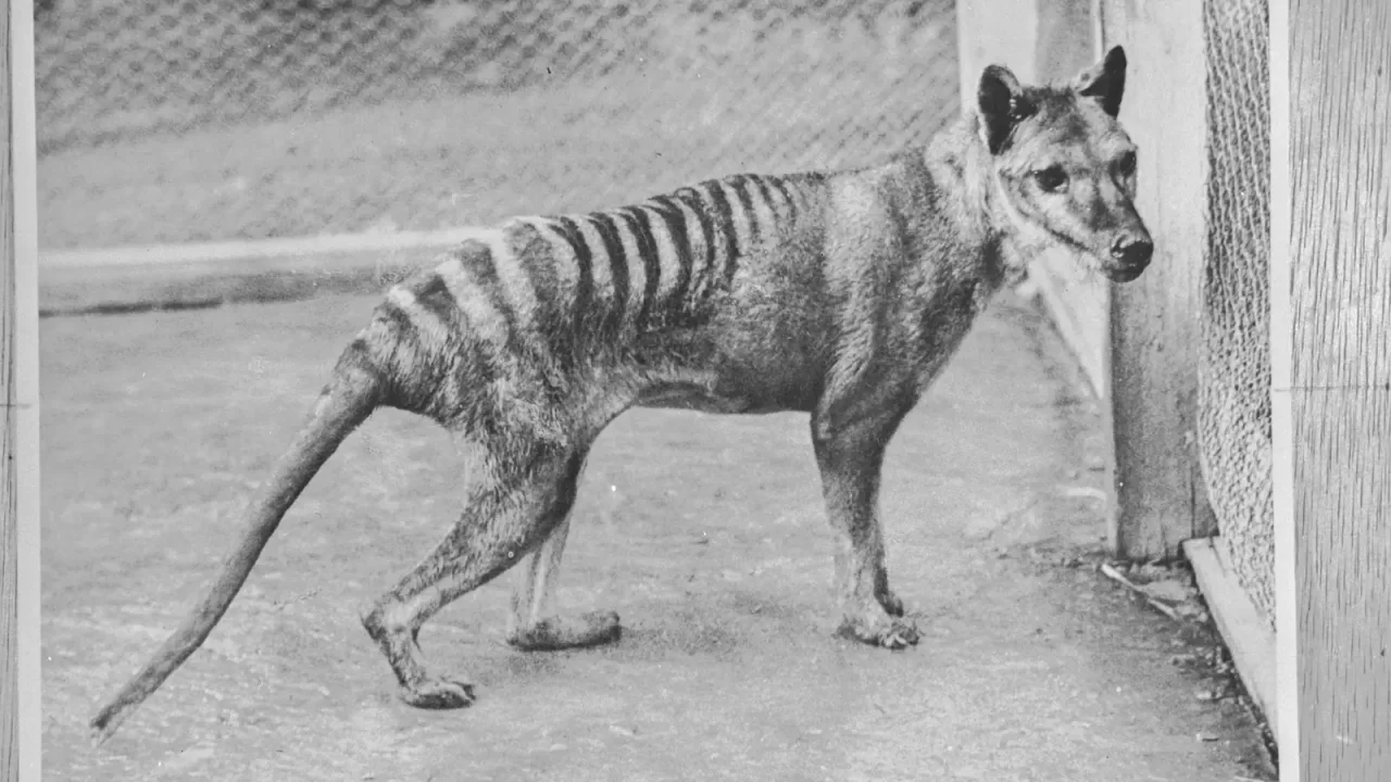 Tasmanski tigar u zoološkom vrtu u Hobartu 1936. godine