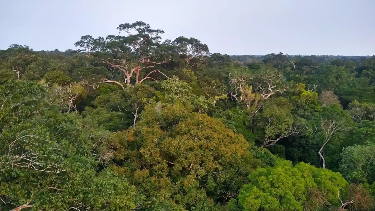 Guste zelene krošnje amazonske šume pružaju se do obzora pod oblačnim nebom.