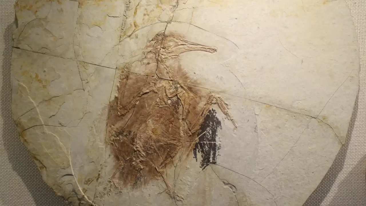 Fosilni kostur ptice Longipteryx s tragovima perja na svijetloj kamenoj ploči.