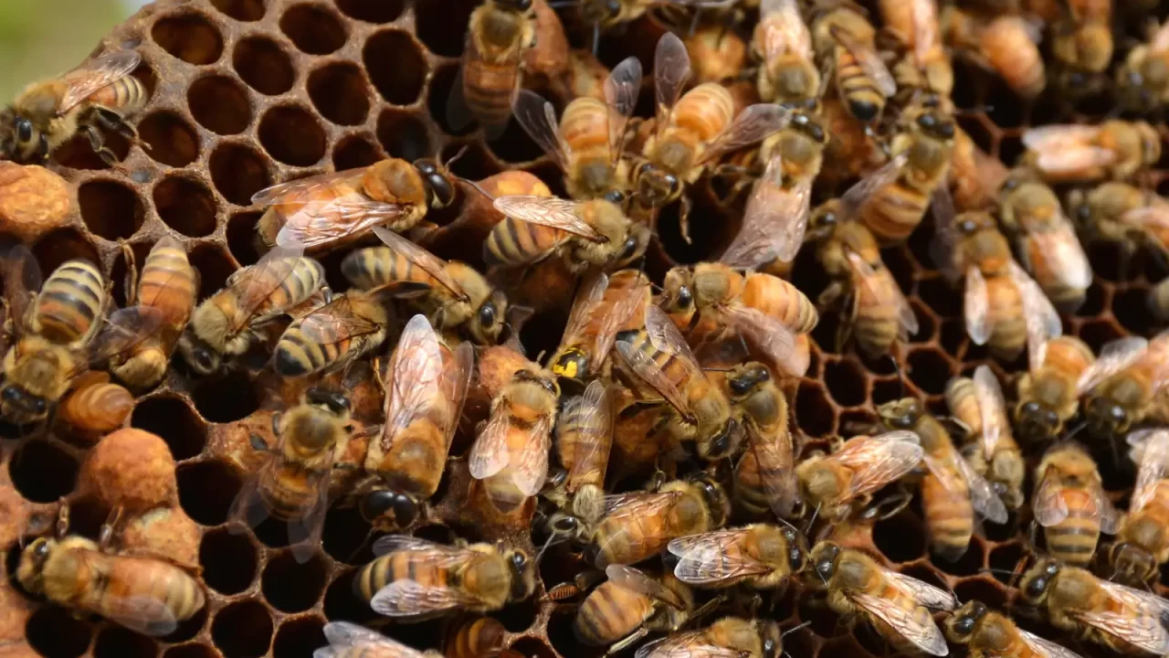 Pčele na saću okupljene oko matice označene žutom točkom.