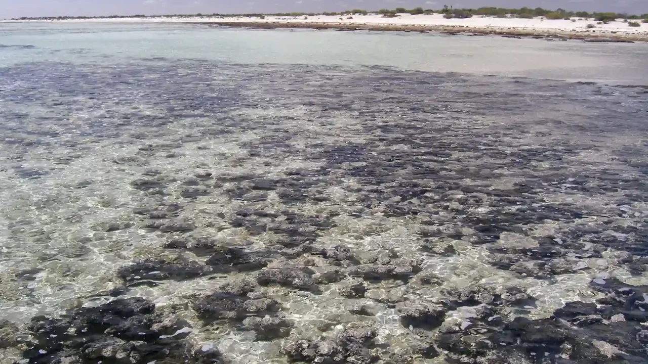 Tamni stromatoliti u plitkoj, bistroj vodi Hamelin Poola u zaljevu Shark Bay